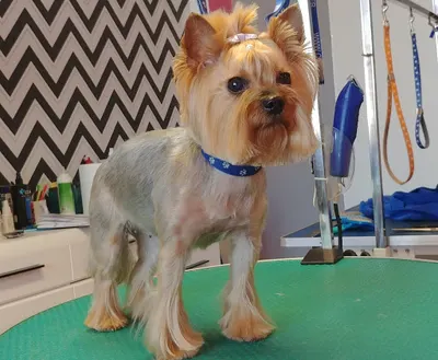 SALON PIELĘGNACJI ZWIERZĄT 'GOLDEN' SIEDLCE